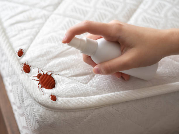 Best Flea Control Services  in Hudson Oaks, TX