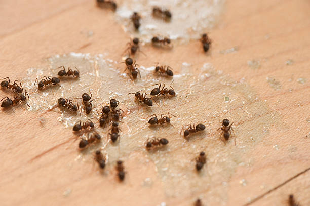 Best Wildlife Control Services  in Hudson Oaks, TX
